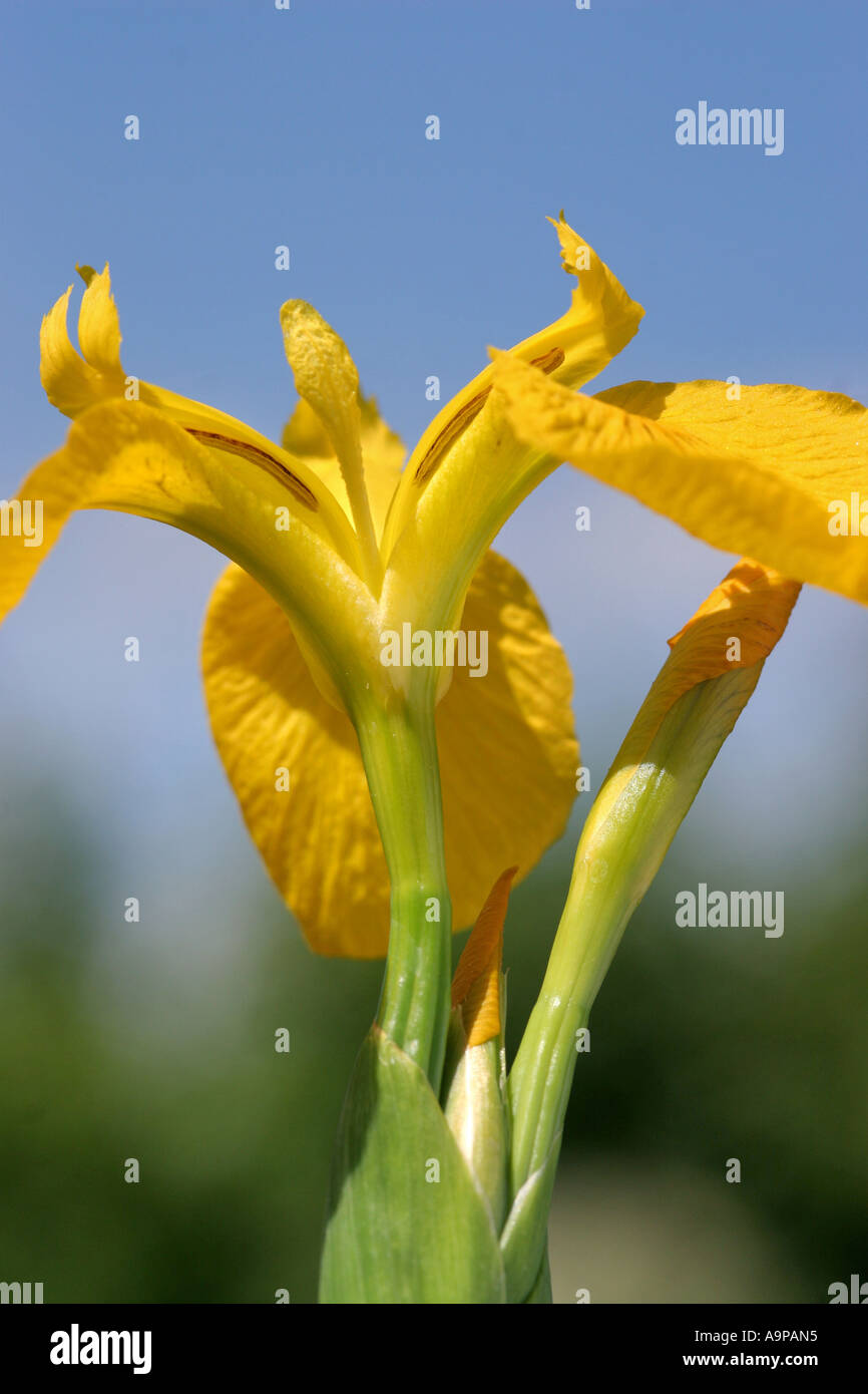 Iris pseudacorus. Yellow flag iris Stock Photo
