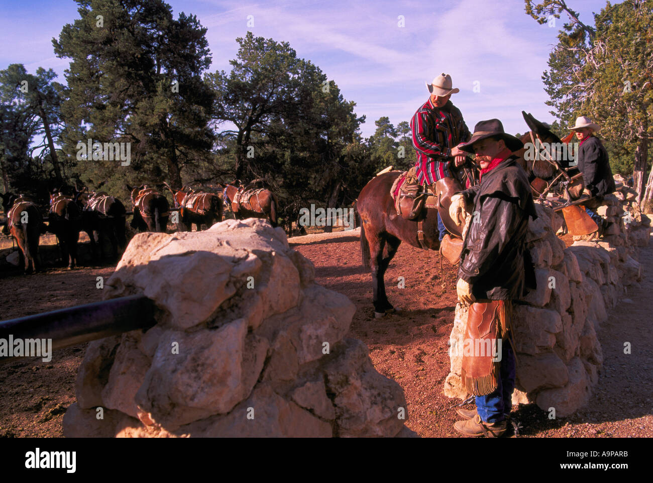 Mule ride grand canyon hi-res stock photography and images - Alamy