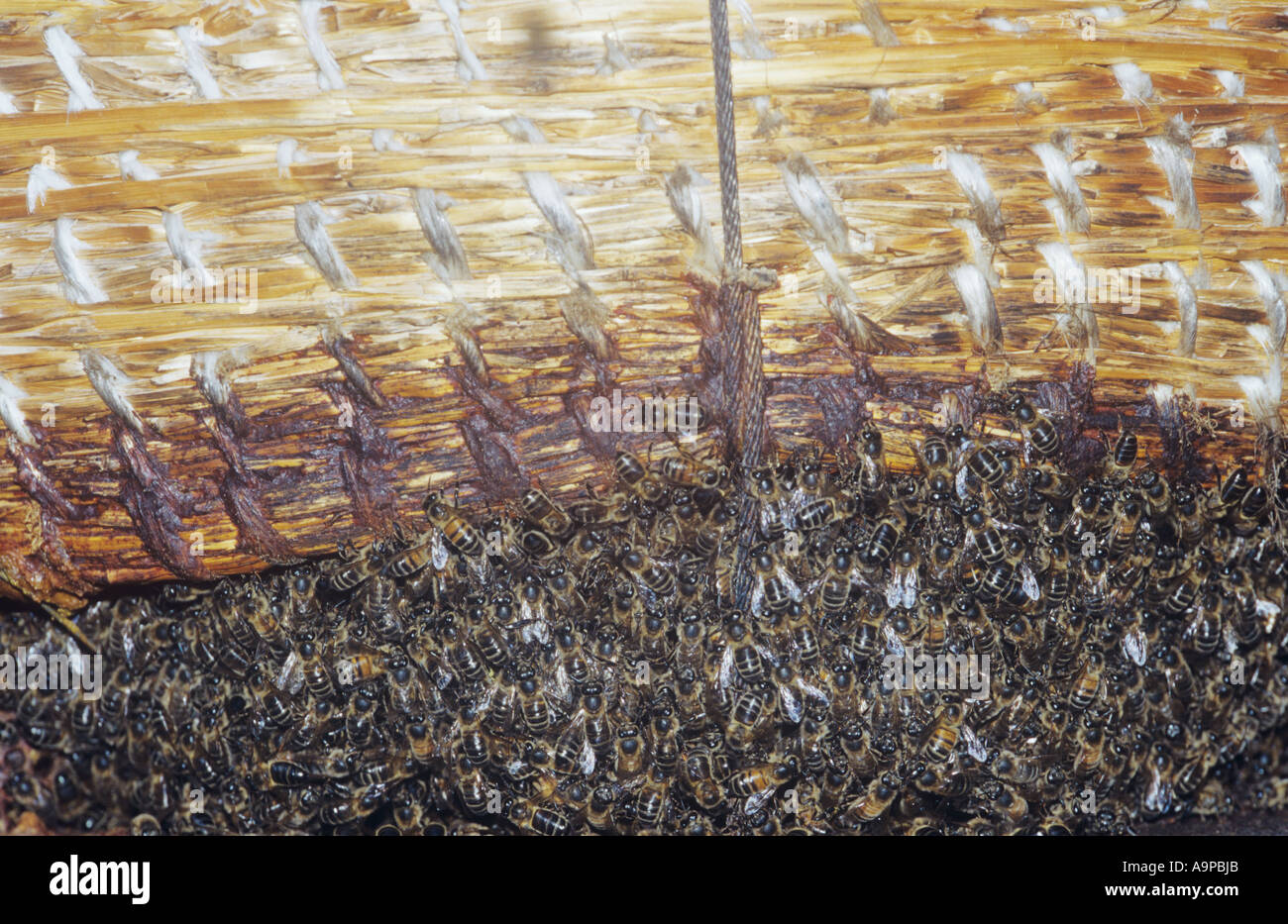 Group of honey bees hi-res stock photography and images - Alamy