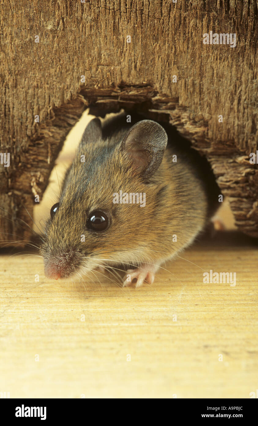 Mouse Hole Stock Photos & Mouse Hole Stock Images Alamy