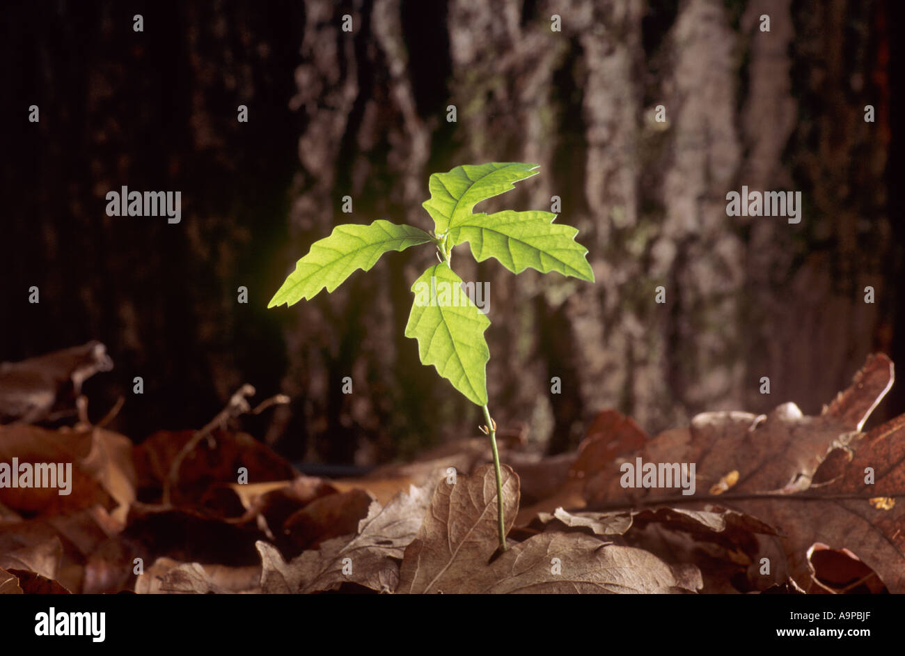 Oak seedling Stock Photo
