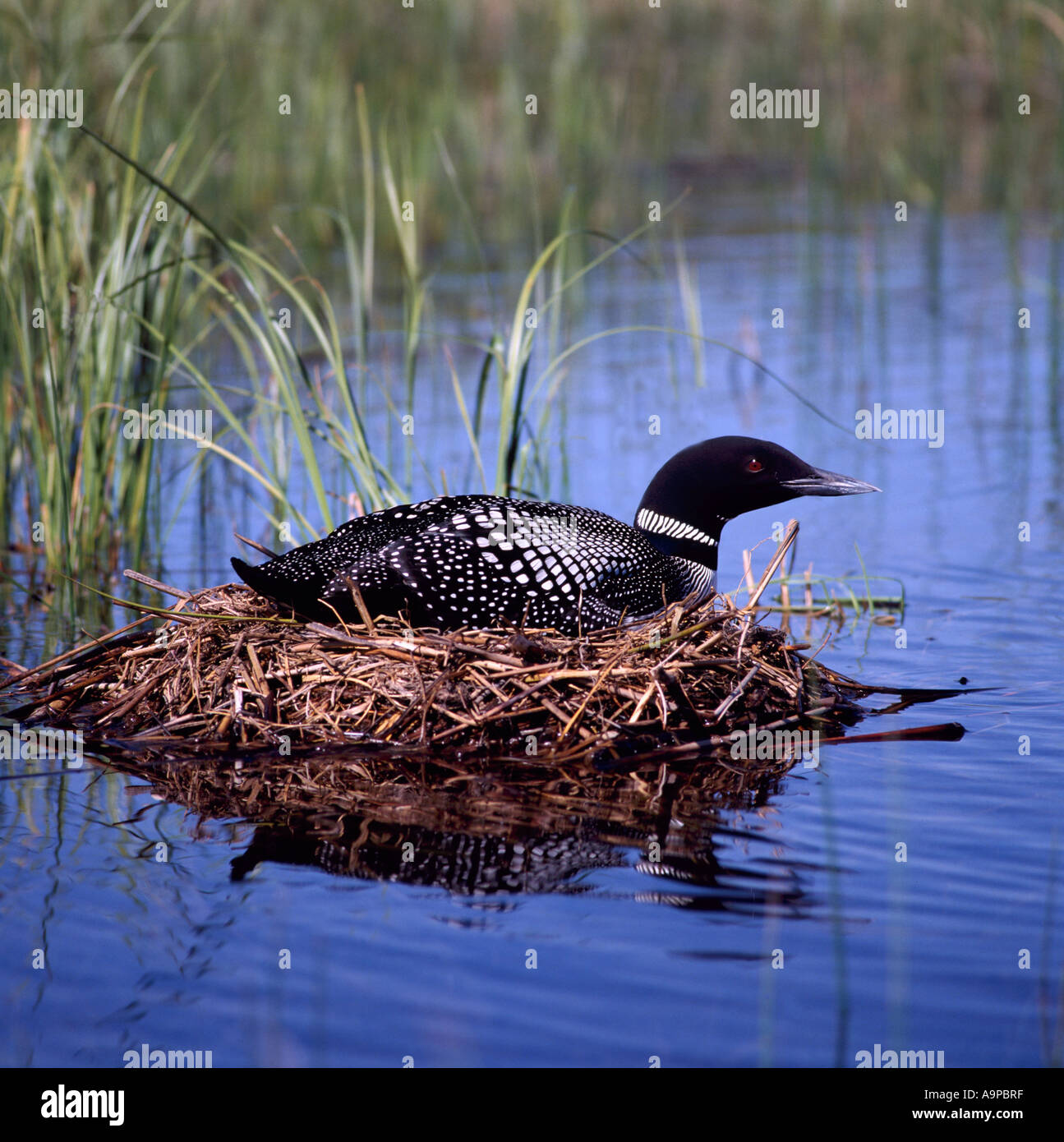 Nesting with the Loons
