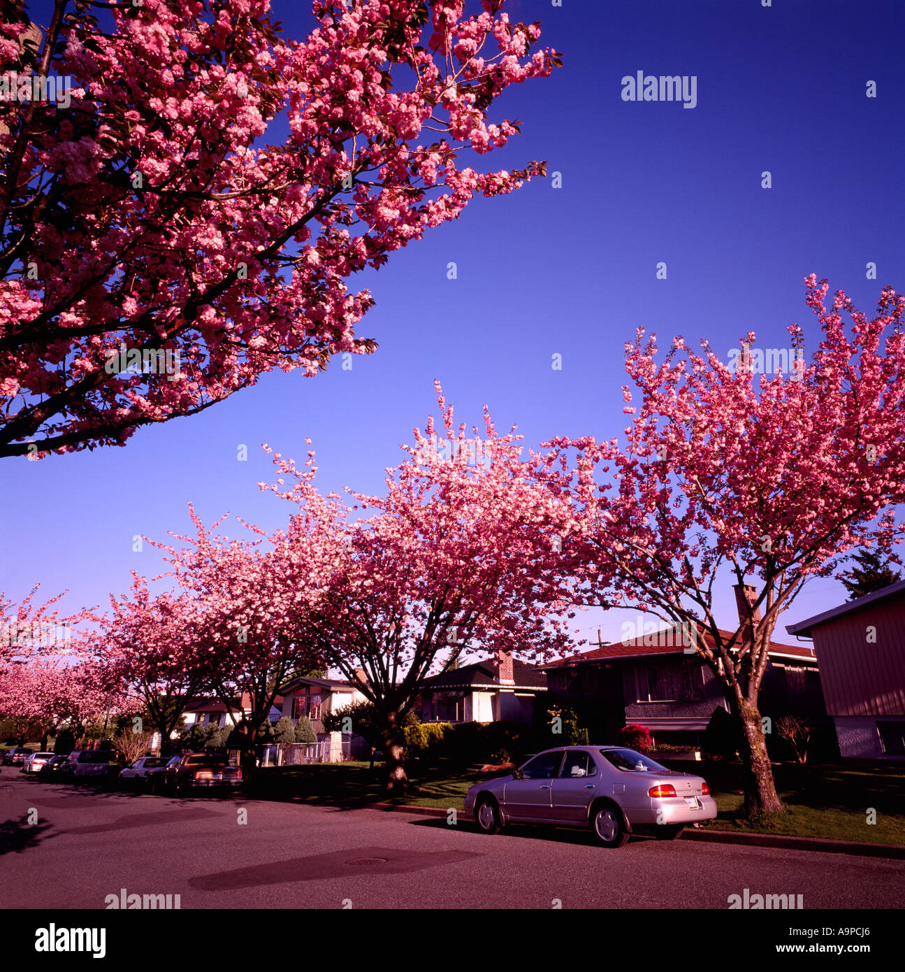 Japanese Cherry Trees in blossom, blooming in Spring, Vancouver, BC