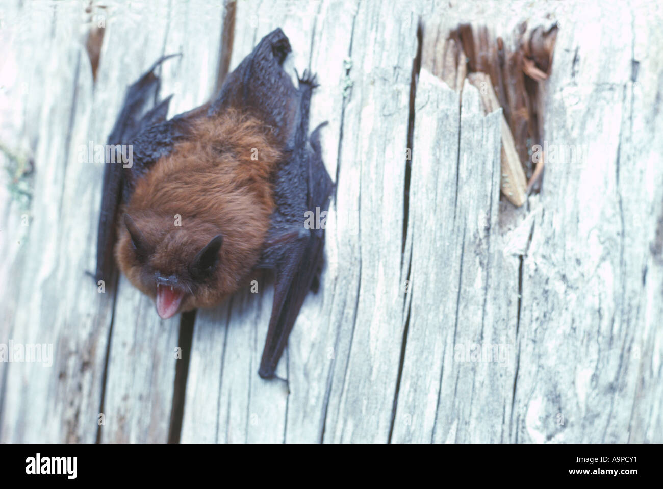 little brown bat myotis