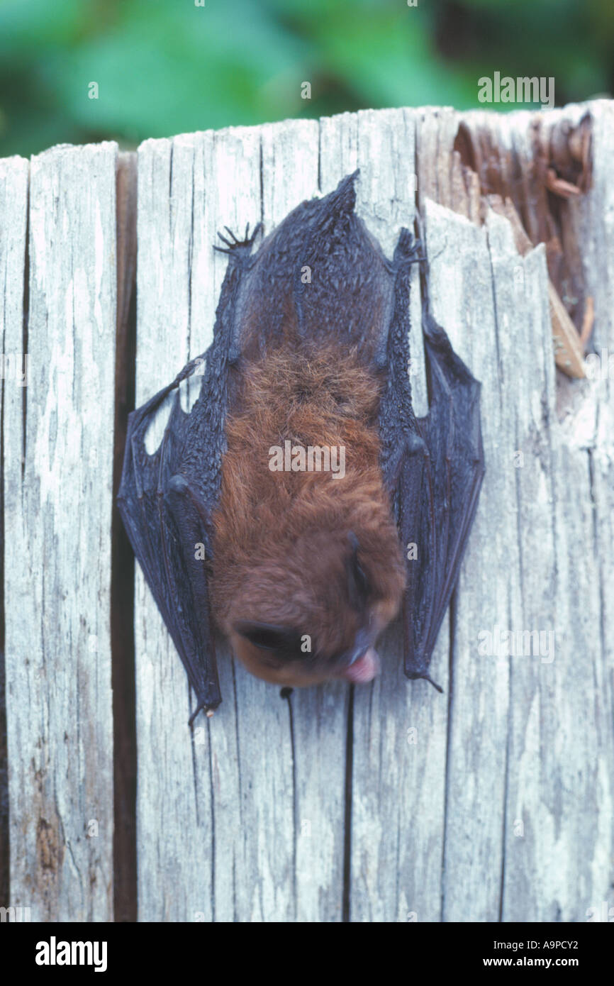Bats Hanging From Tree High Resolution Stock Photography and Images Alamy