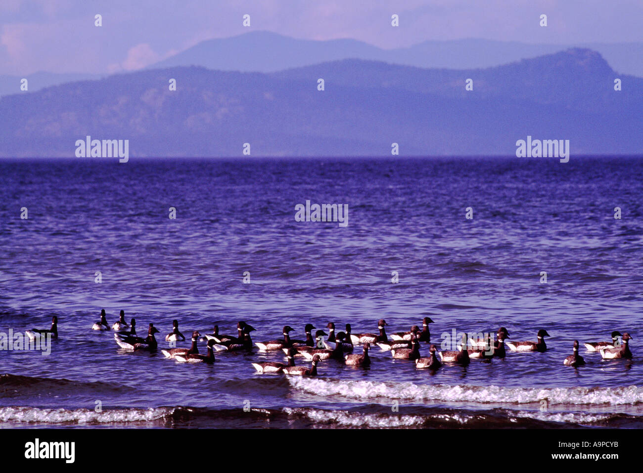 Pacific Black Brant Geese with Latin Name of Branta bernicla on Migration Path on Vancouver Island in British Columbia Canada Stock Photo