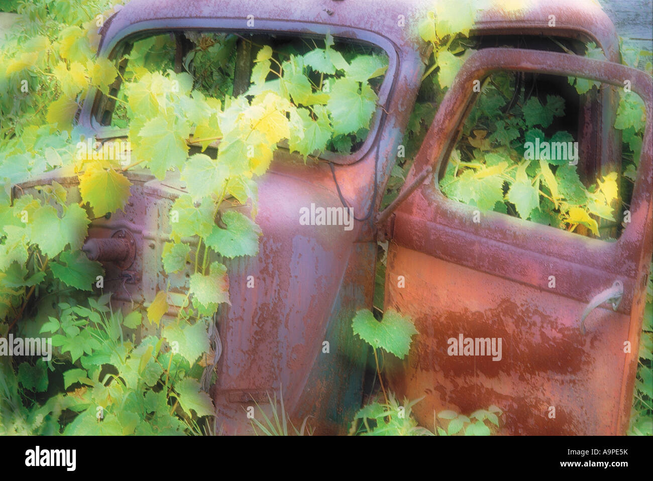Overgrown cars hi-res stock photography and images - Alamy