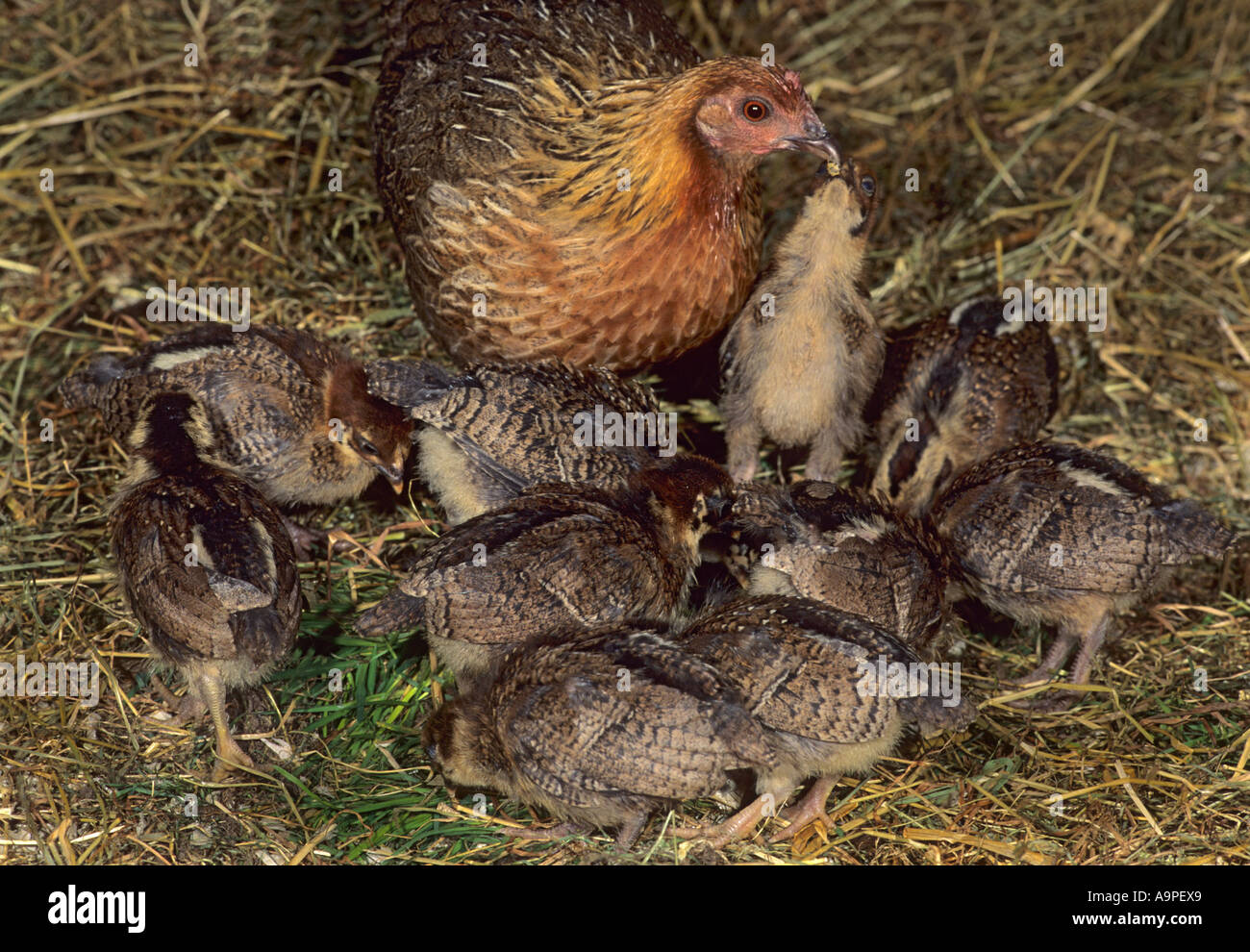 Red Junglefowl Gallus Gallus Hen High Resolution Stock Photography And Images Alamy