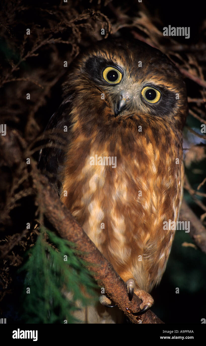 Southern Boobook owl (Ninox novaeseelandiae) Australia Stock Photo