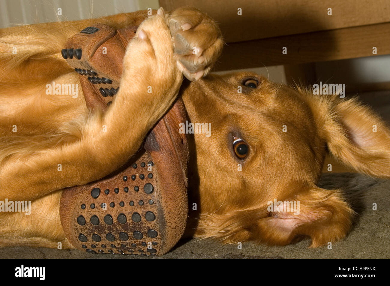 Young Golden Retriever playing with a mocassin slipper Stock Photo