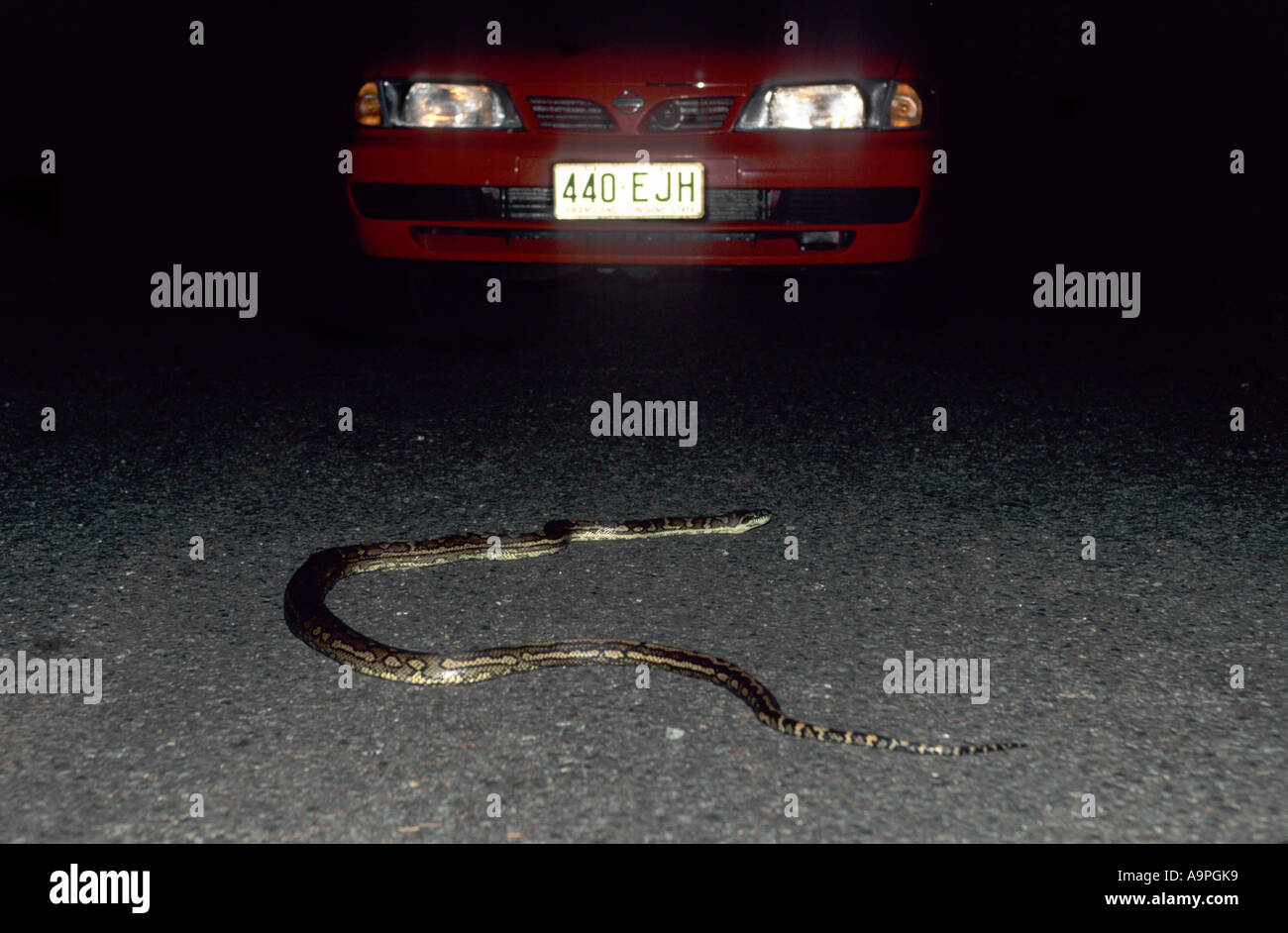 Carpet python Morelia spilotes on road Lamington National Park ...