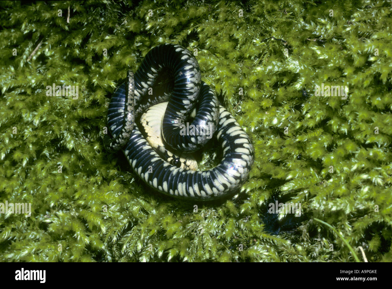 Young grass snake Natrix natrix feigning death as a defensive measure Kent UK Stock Photo