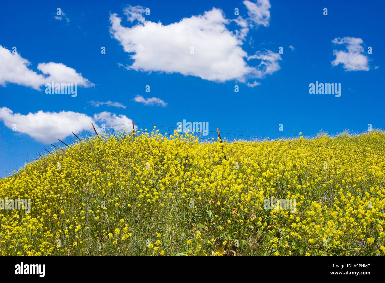 Fields of mustard near Lake Casitas Oak View California Stock Photo