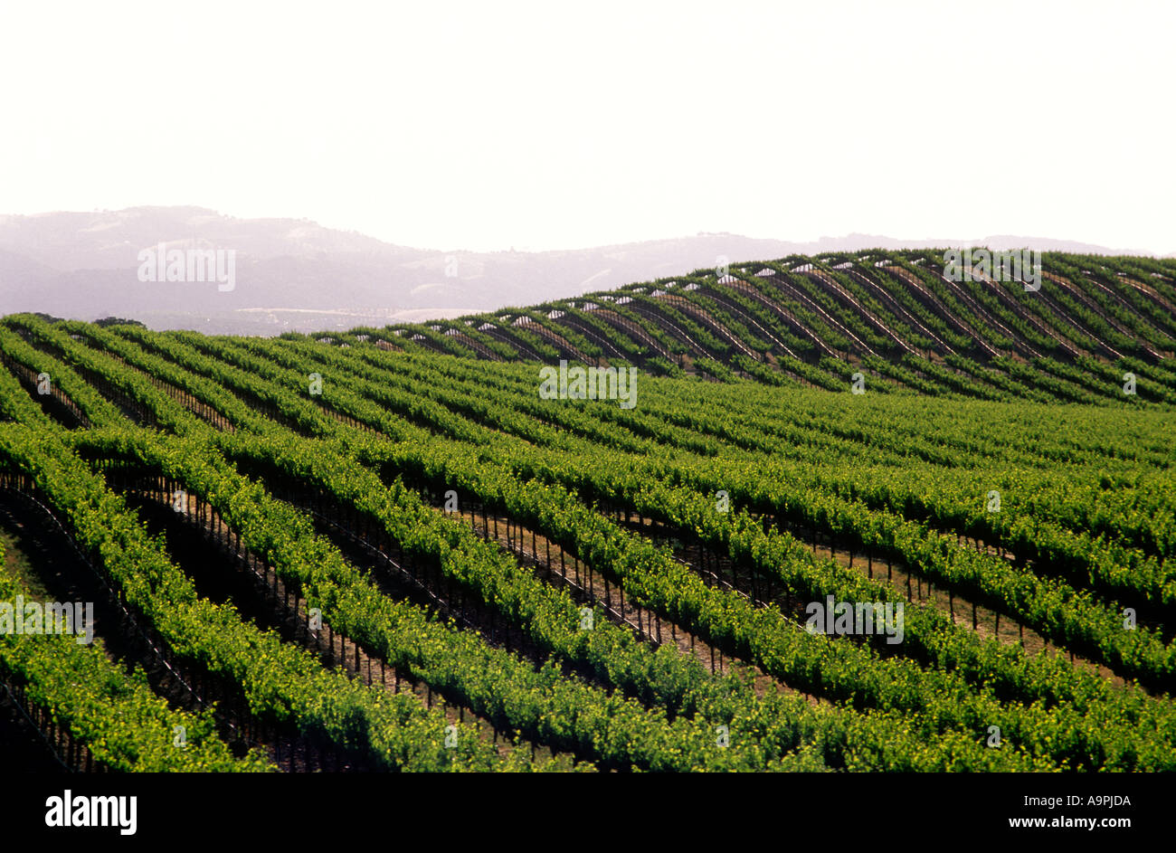USA California Paso Robles grape vineyards Stock Photo