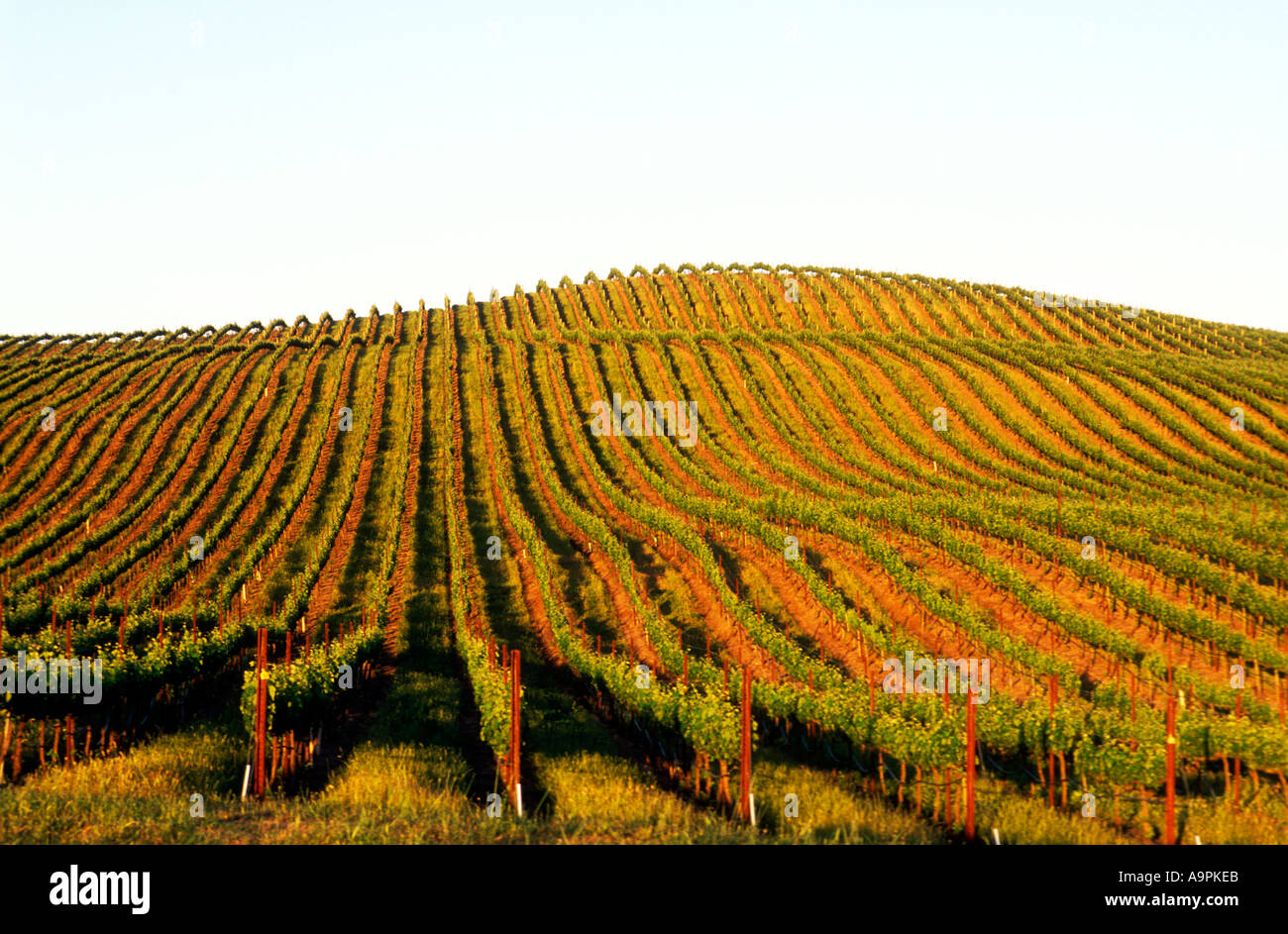 USA California Napa Valley Carneros Grape vineyards Stock Photo