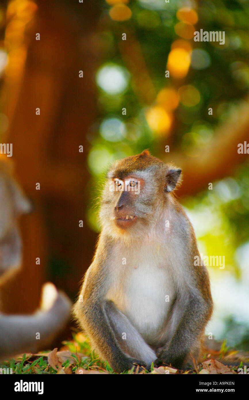 Long-tailed (Crab-eating) Macaque - Macaca fascicularis - (wild) above ...