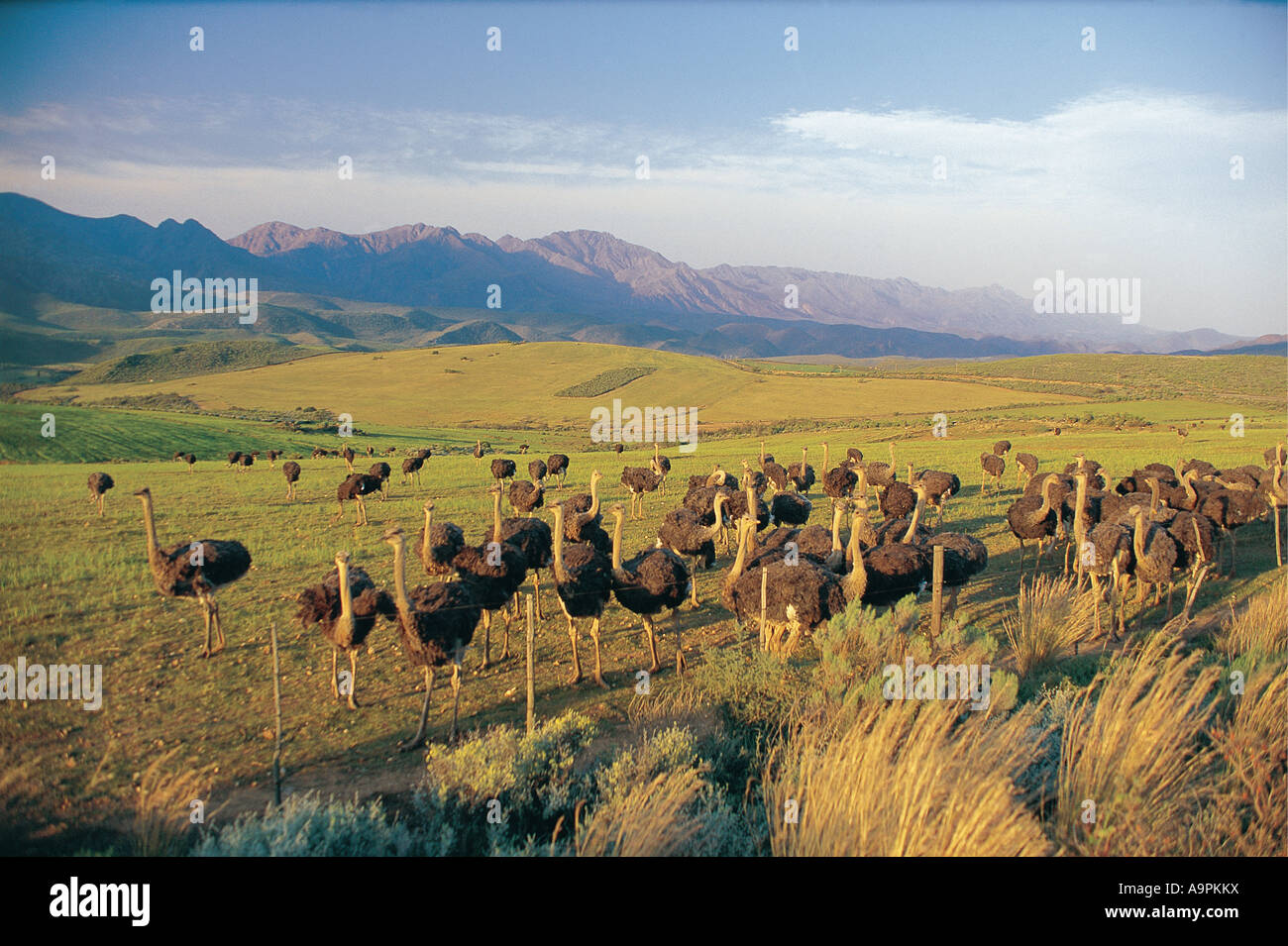 Large flock of immature Ostrich on an ostrich farm Little Karoo Western Cape South Africa Stock Photo