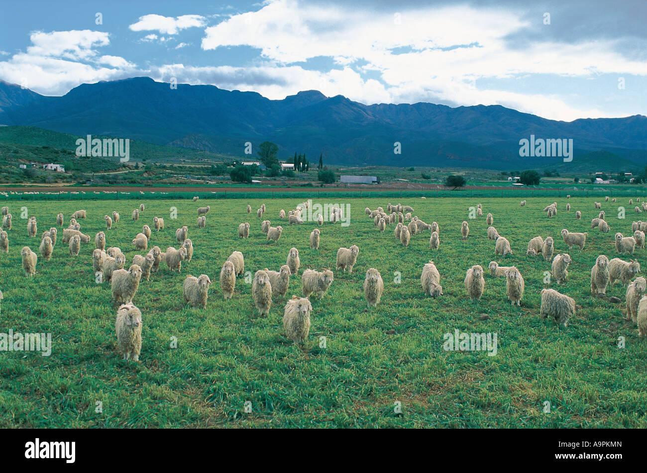Flock of sheep Oudtshoorn Little Karoo Western Cape South Africa Stock Photo