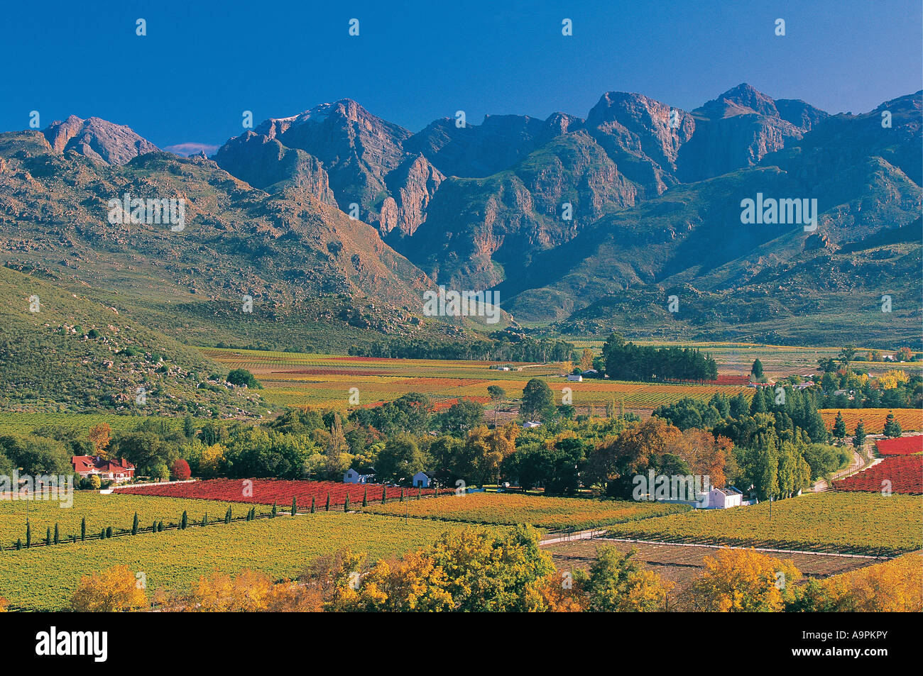 Hex River wine grape farms Western Cape South Africa Stock Photo - Alamy