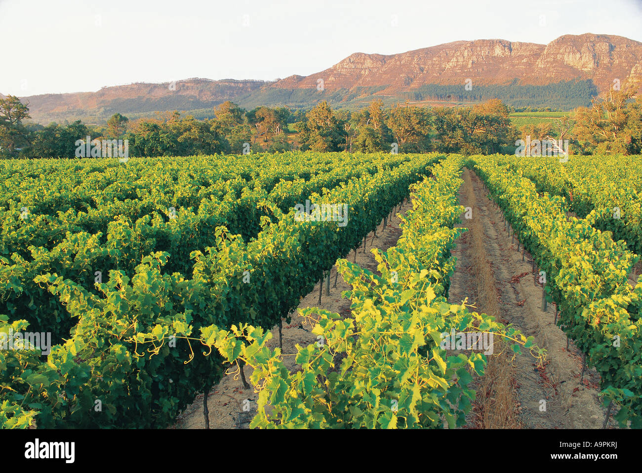 Vineyards at Groot Constantia Cape Town Western Cape South Africa Stock Photo