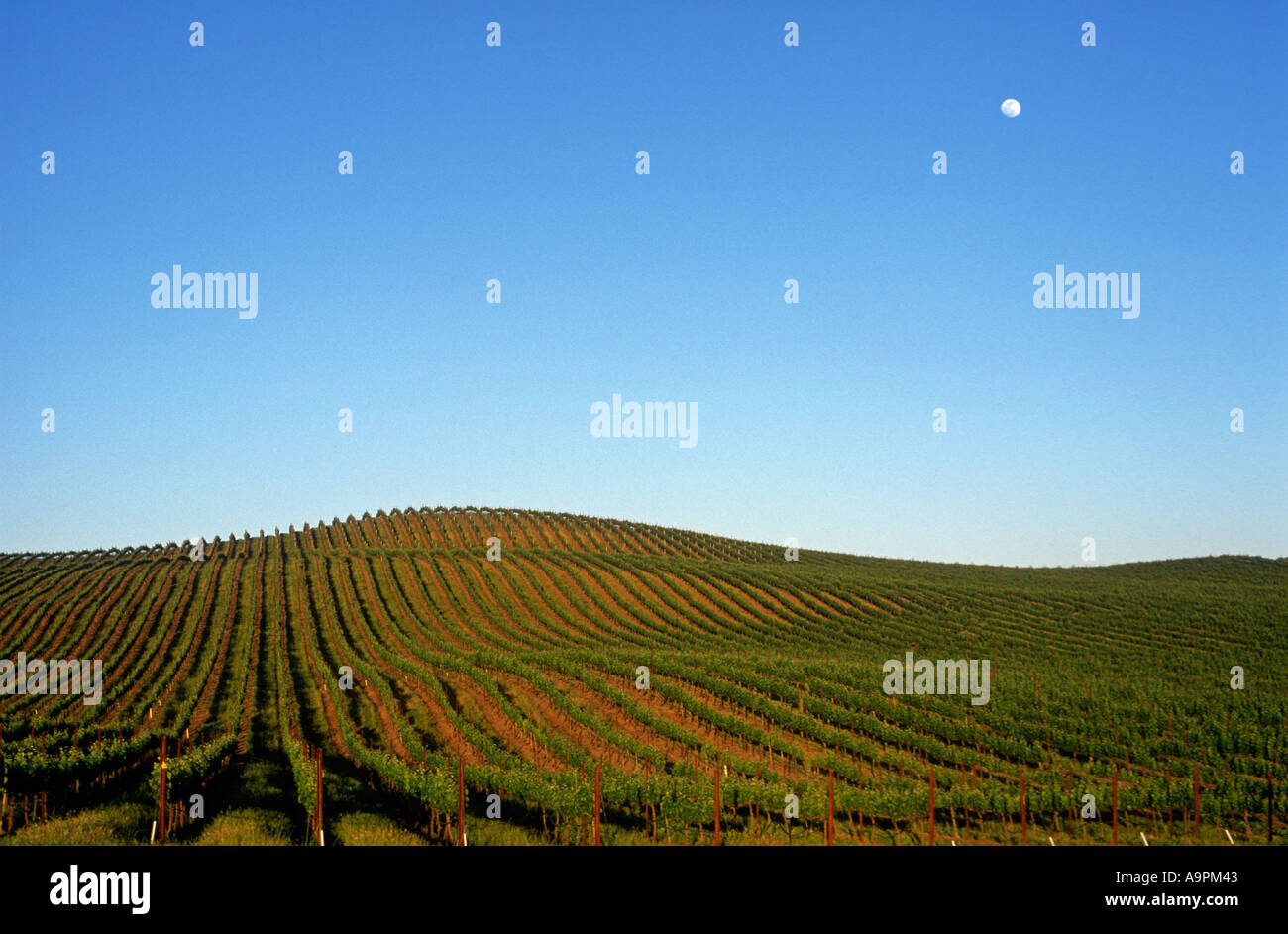 USA California Napa Valley Carneros Grape vineyard with full moon rising Stock Photo