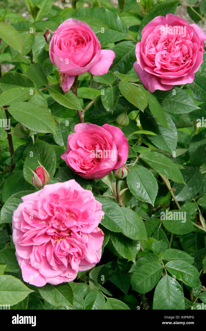 David austin fragrant english rose hi-res stock photography and images ...