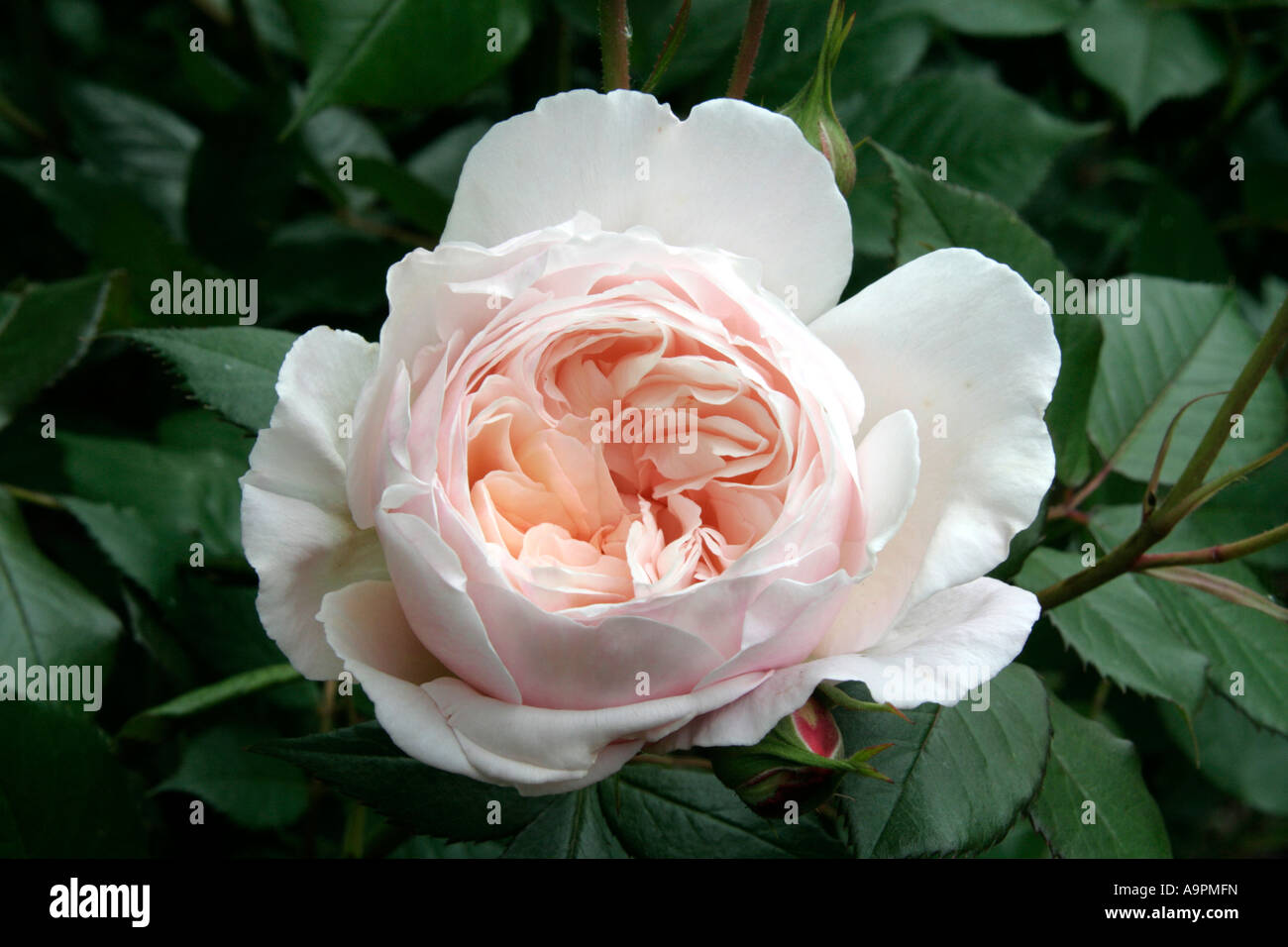 David Austin Rose A Shropshire Lad Stock Photo