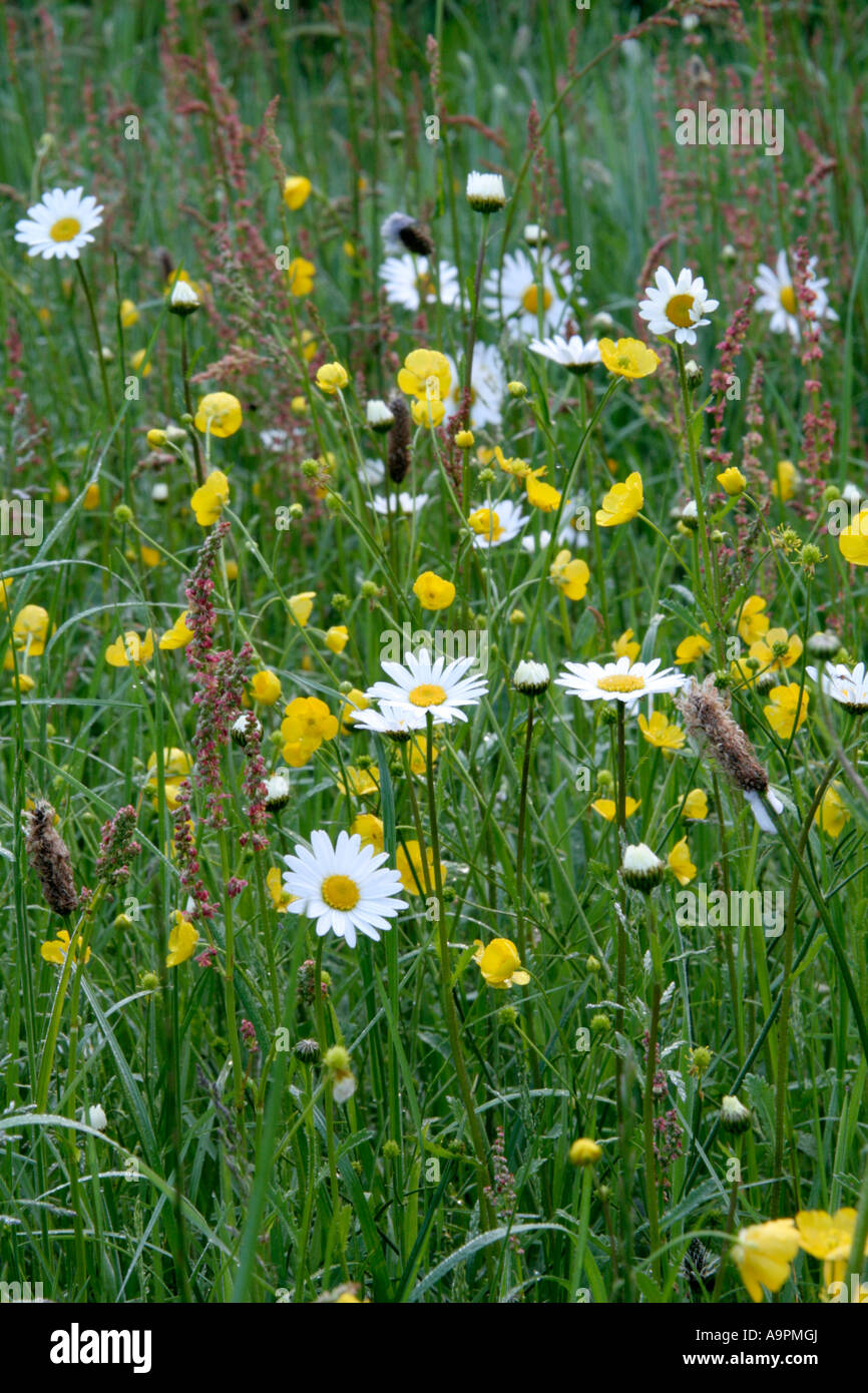 Meadow at Holbrook Garden with sorrels ox eye daisies meadow buttercups and plantains Stock Photo