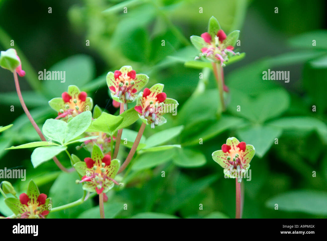 Tropaeolum pentaphyllum in Holbrook Garden Stock Photo