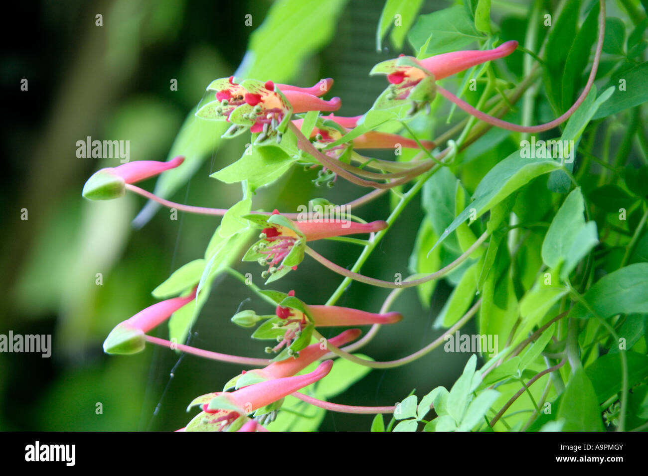 Tropaeolum pentaphyllum in Holbrook Garden Stock Photo