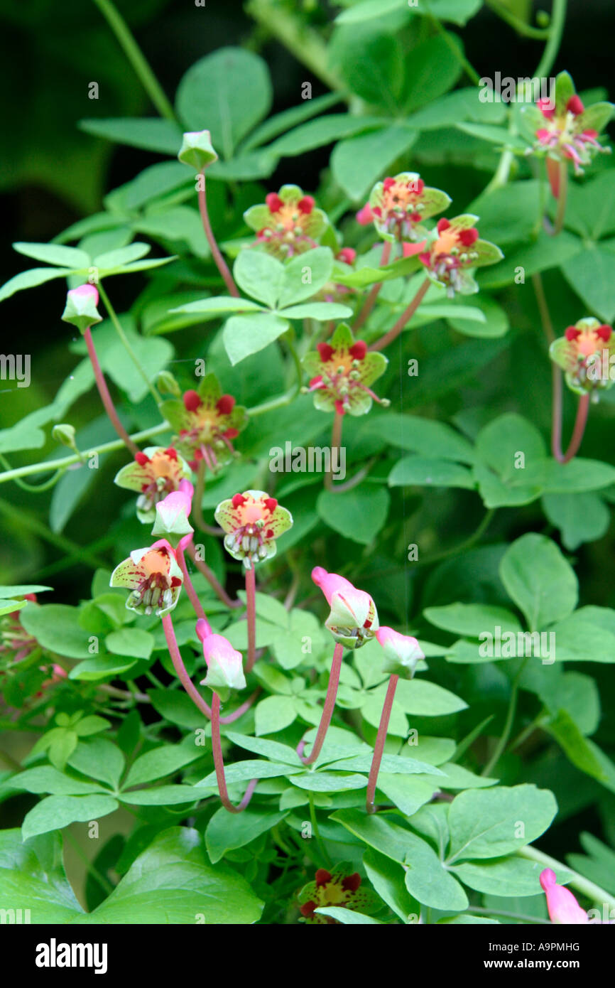 Tropaeolum pentaphyllum in Holbrook Garden Stock Photo