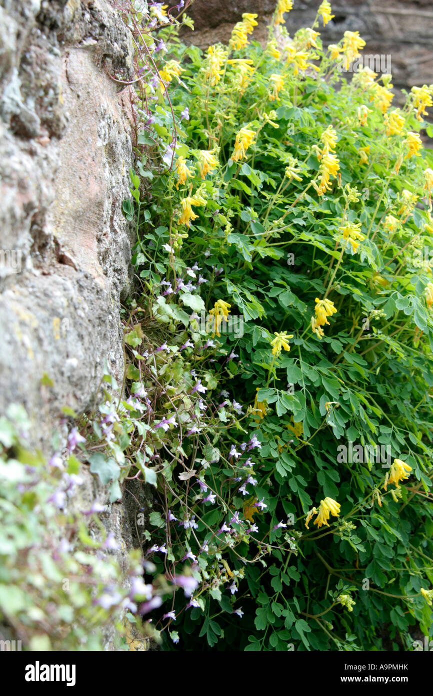 Corydalis lutea readily colonises old walls shown here near the church in Sampford Peverell Devon Stock Photo