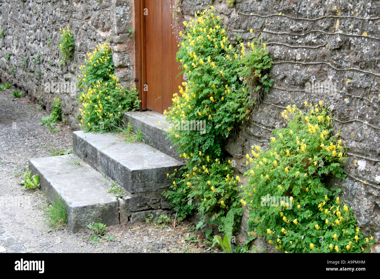 Corydalis lutea readily colonises old walls shown here near the church in Sampford Peverell Devon Stock Photo