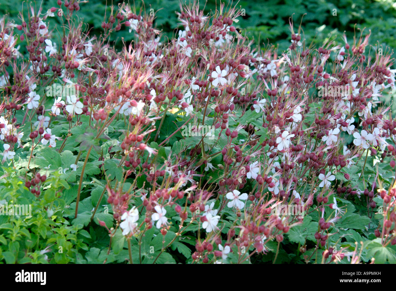 Geranium macrorrhizum album has attractive pinky calyx Stock Photo