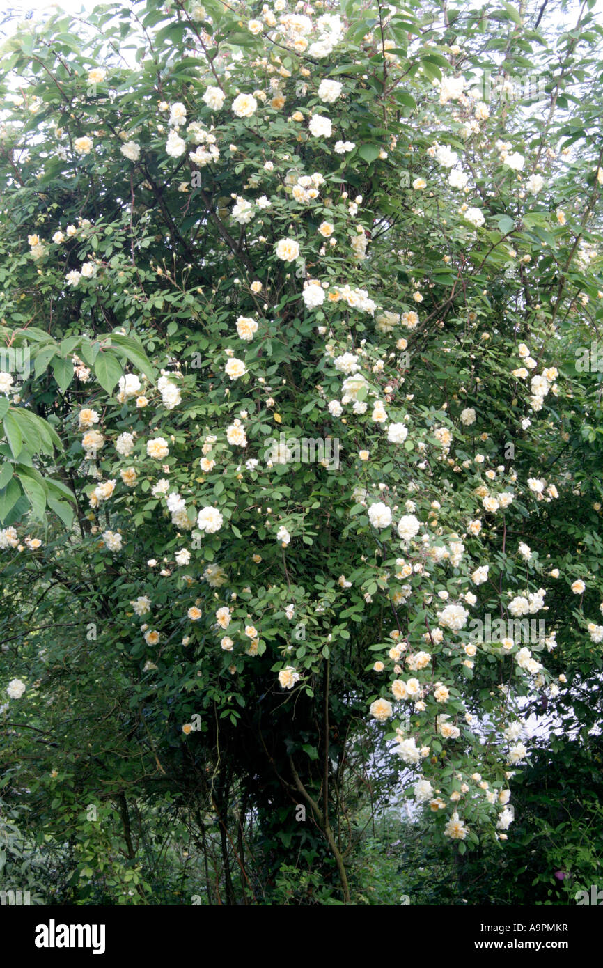 The David Austin Rose Malvern Hills is a freely flowering rambler with good disease resistance Stock Photo