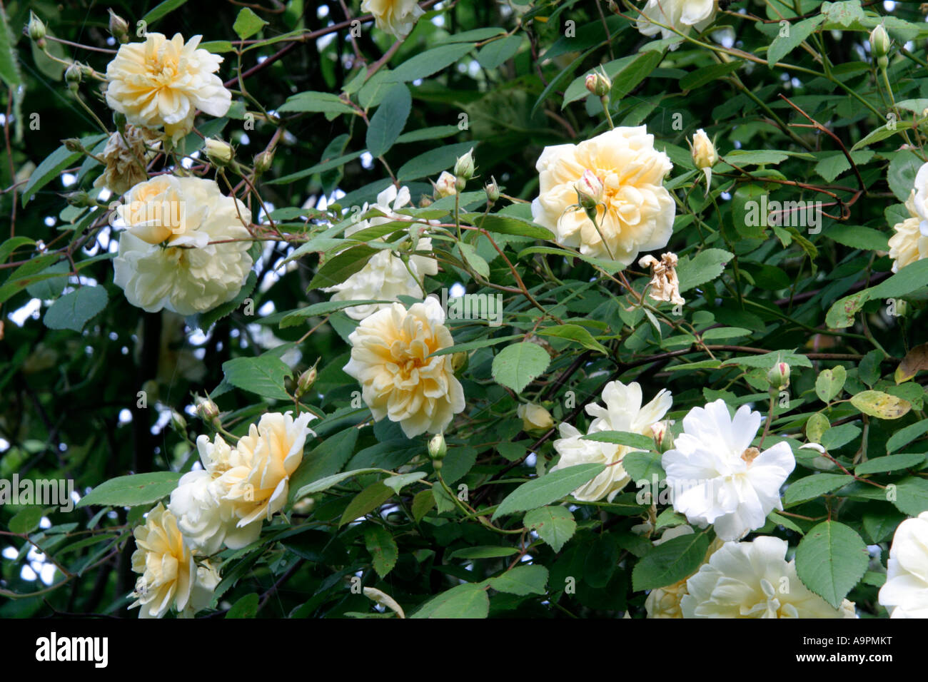 The David Austin Rose Malvern Hills is a freely flowering rambler with good disease resistance Stock Photo