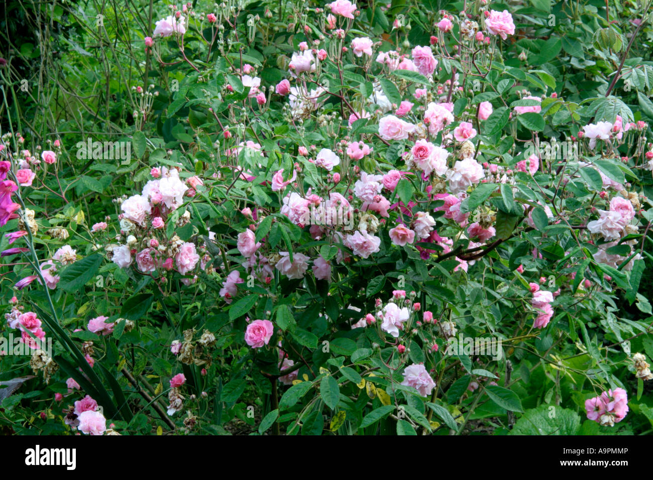 Hybrid musk shrub rose Cornelia is disease resistant and flowers over a long period Stock Photo