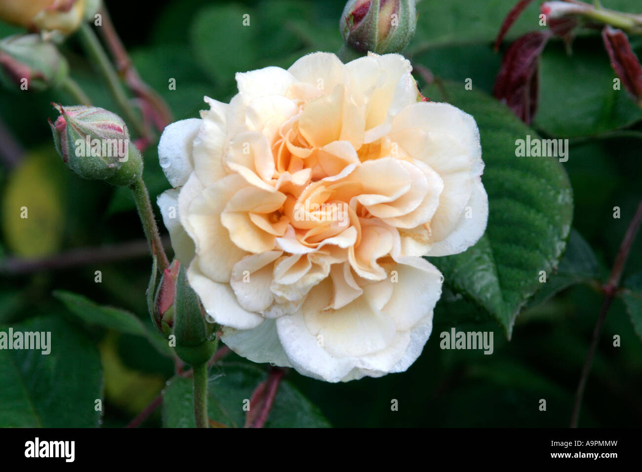 Hybrid musk rose Buff Beauty Stock Photo - Alamy