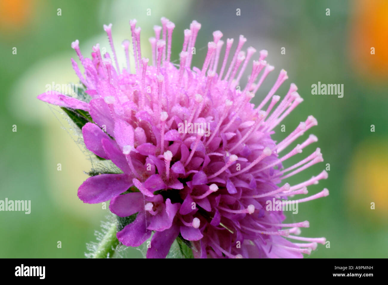 Knautia macedonica cultivar Stock Photo - Alamy