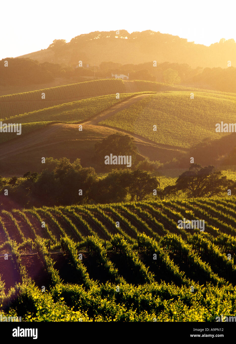 USA California Napa Valley grape vineyards Stock Photo