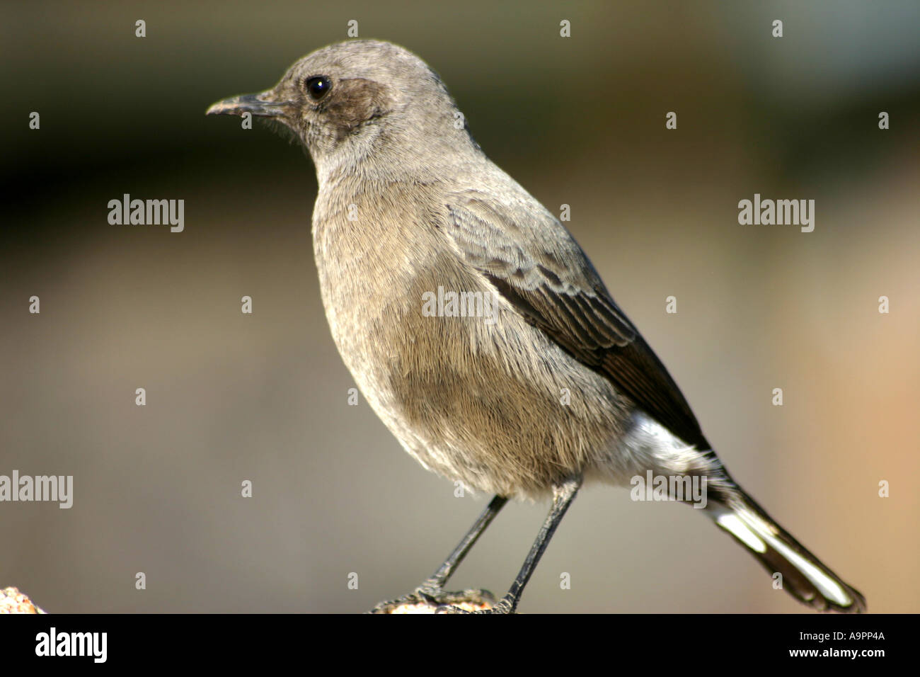 'Mountain Chat' 'Oenanthe monticola' Bergwagter [female bird] Cederberg South Africa Stock Photo