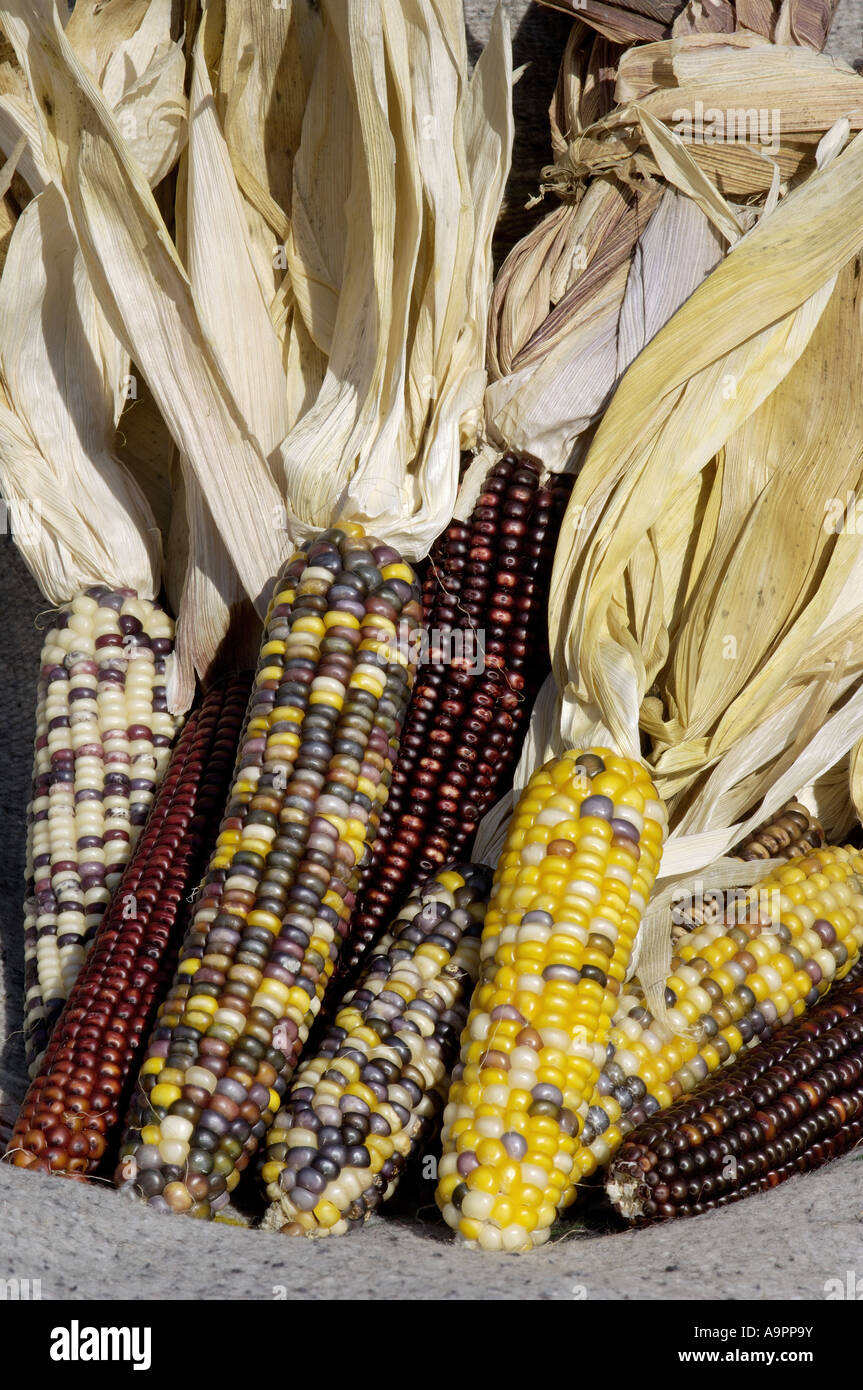 Muticolored maize a Native American staple crop. Digital photograph Stock Photo Alamy