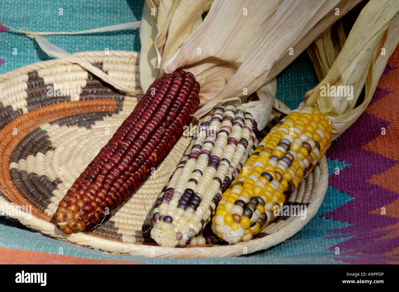 Muticolored maize a Native American staple crop in a basket. Digital