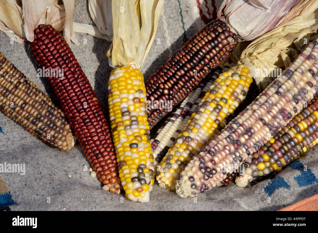 Muticolored maize a Native American staple crop. Digital photograph