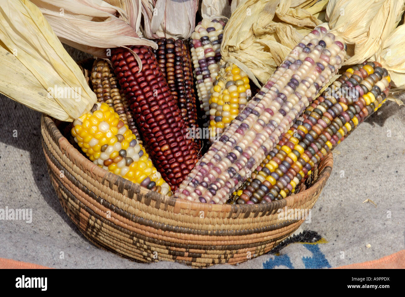 Muticolored maize a Native American staple crop in an Indian basket
