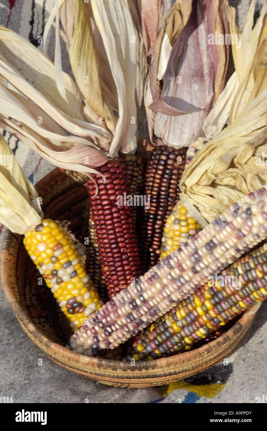 Muticolored maize a Native American staple crop in an Indian basket. Digital photograph Stock