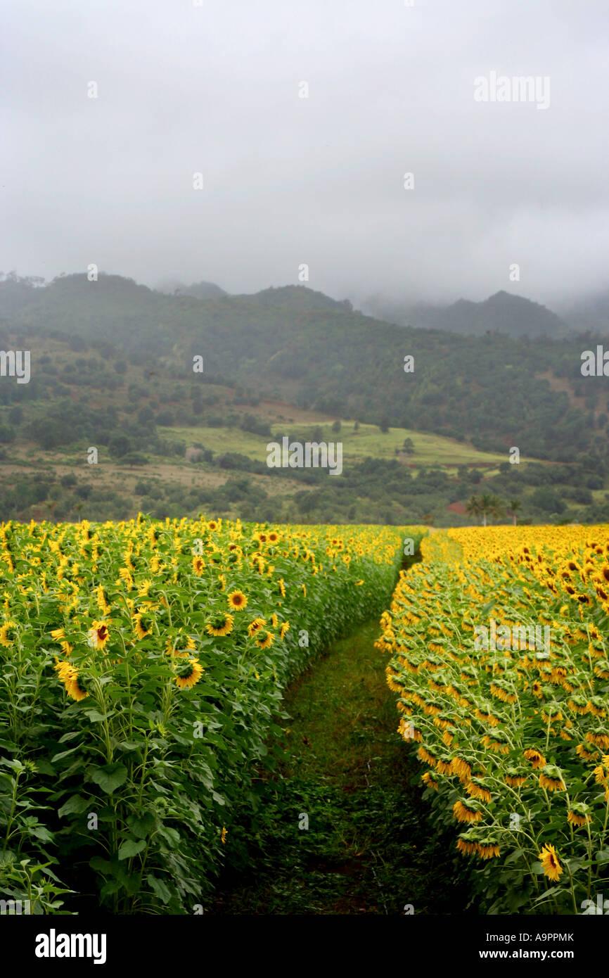 Sunflower field on North Shore Oahu Hawaii Stock Photo Alamy
