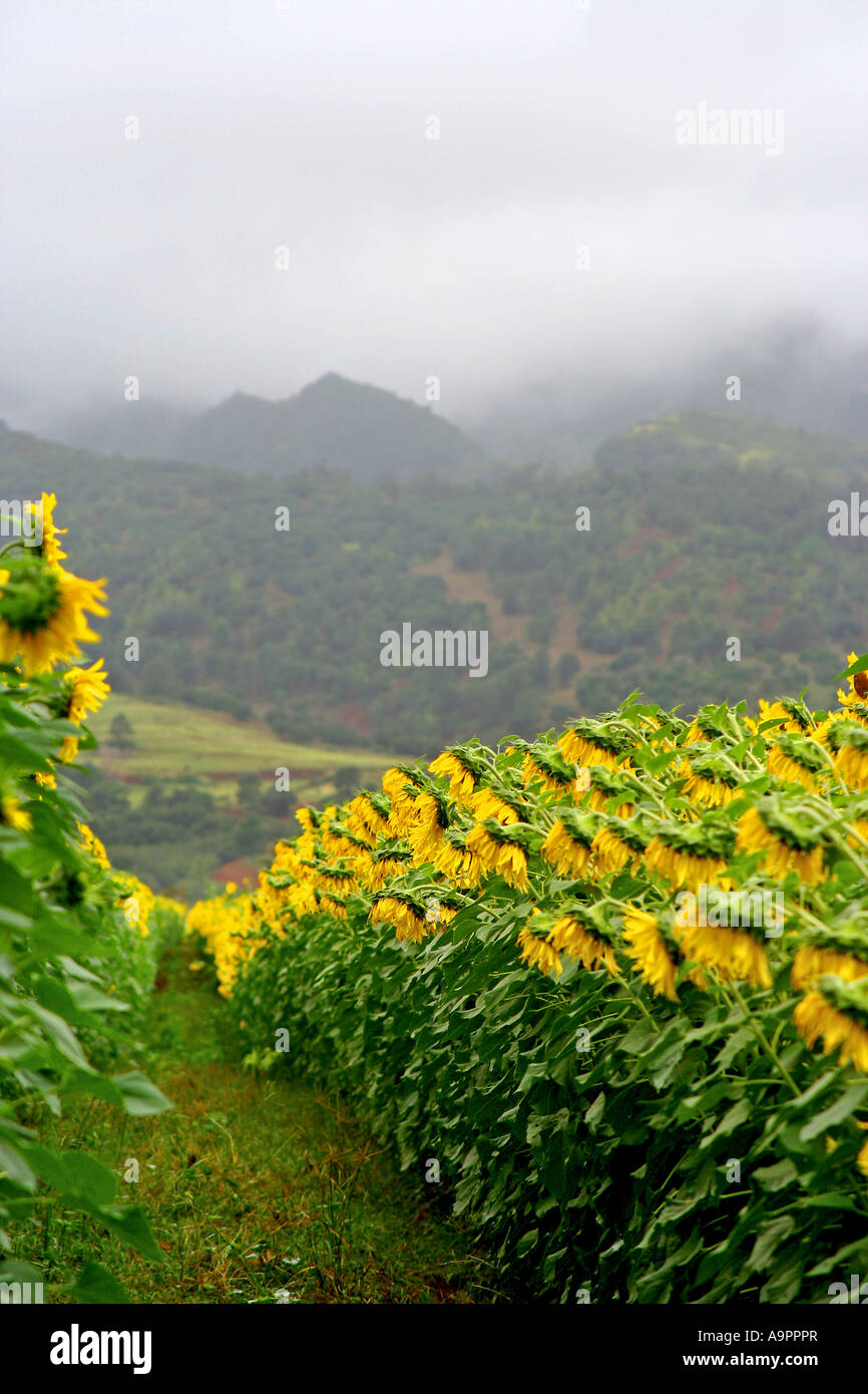 Sunflower field on North Shore Oahu Hawaii Stock Photo Alamy