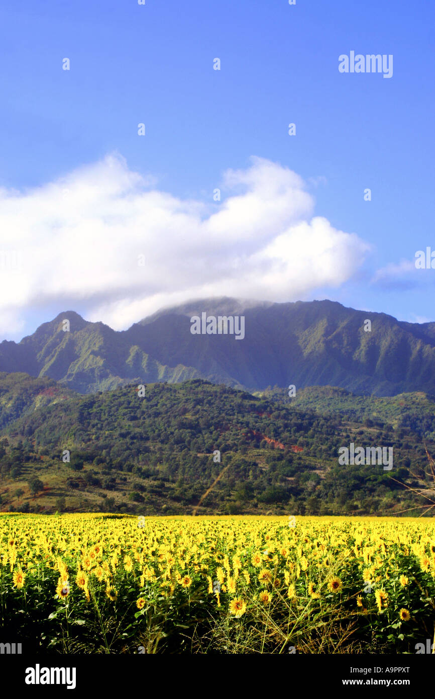 North Shore sunflower farm Oahu Hawaii Stock Photo Alamy