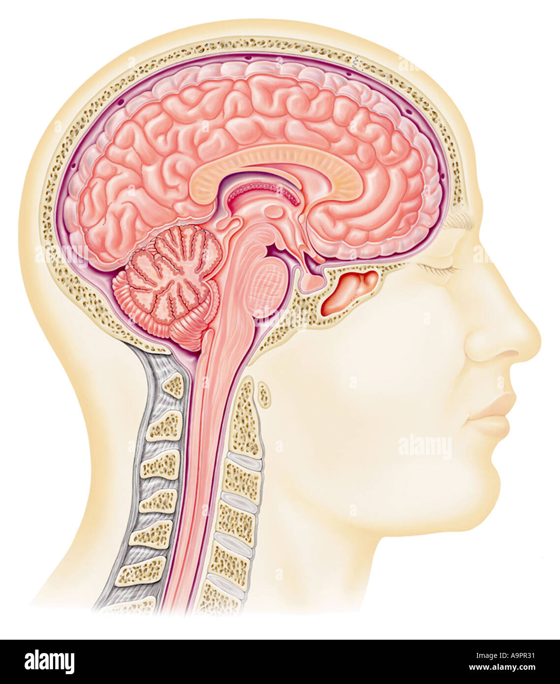 Illustration cross section of the brain Stock Photo